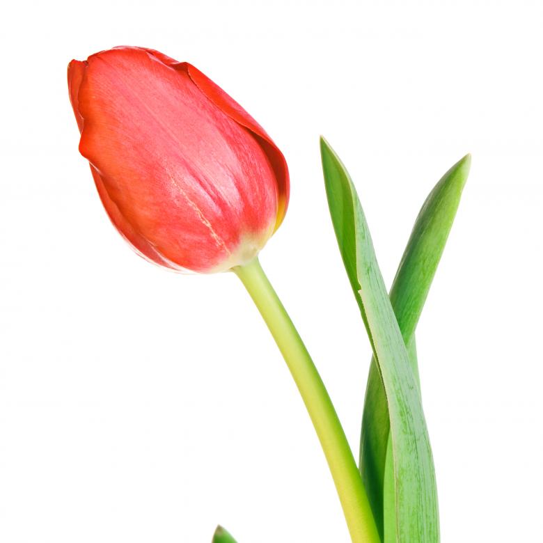 Free stock image of Red tulip created by 2happy