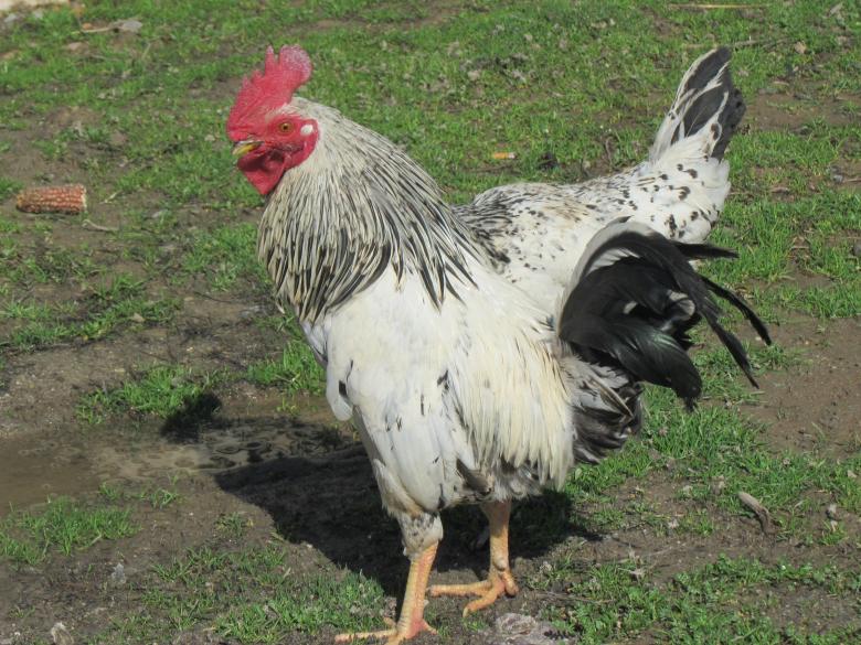Free stock image of Rooster in the garden created by Boris Kyurkchiev