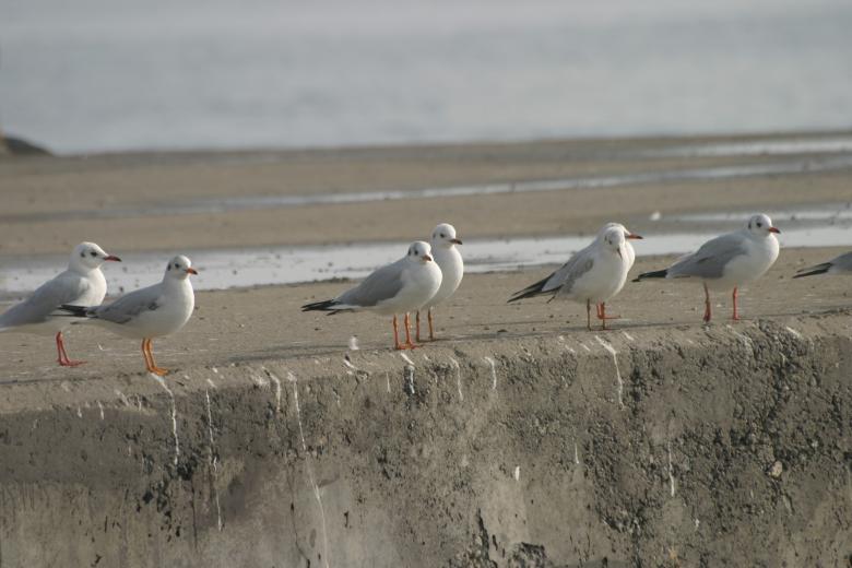 Free stock image of Seagull waiting created by mustafa yildiz