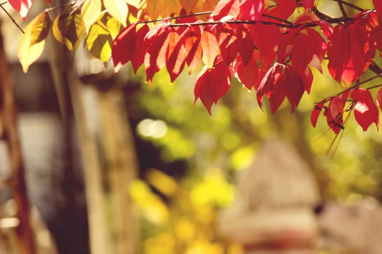 Free stock image of Awaiting Winter created by renato valadez