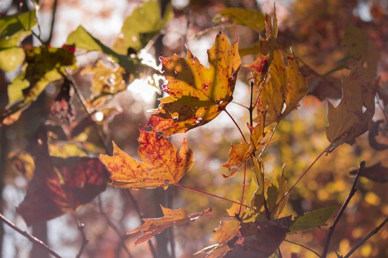 Free stock image of Colorful created by renato valadez