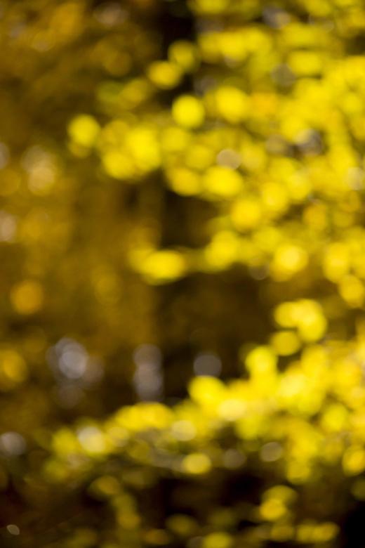 Free stock image of Forest bukeh created by renato valadez