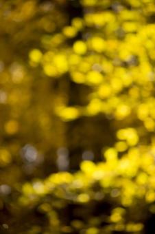 Forest bukeh - Free Stock Photo