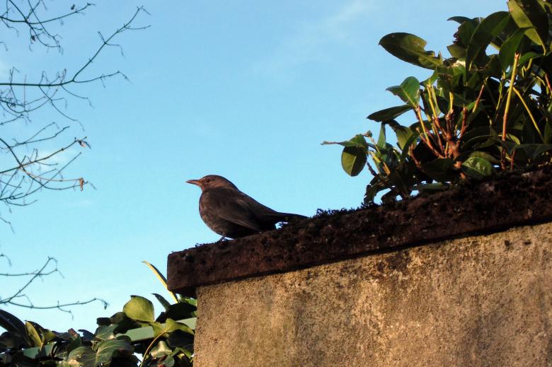 Free stock image of Blackbird created by Laura Dambite
