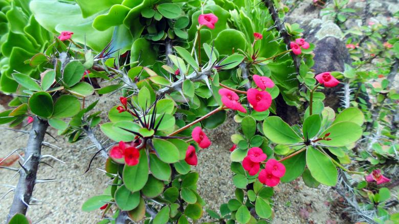 Free stock image of Cactus with flowers created by Laura Dambite