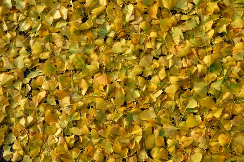 Free stock image of Ginkgo biloba leaves created by Tomas Adomaitis