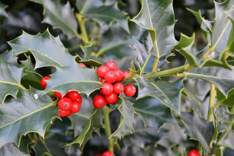 Free stock image of Christmas holly created by Tomas Adomaitis