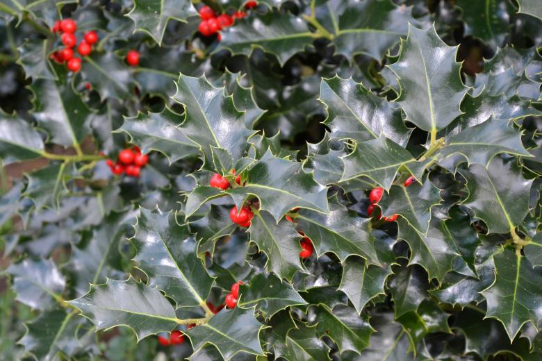 Free stock image of Christmas holly created by Tomas Adomaitis