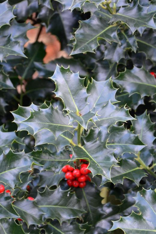 Free stock image of Christmas holly created by Tomas Adomaitis
