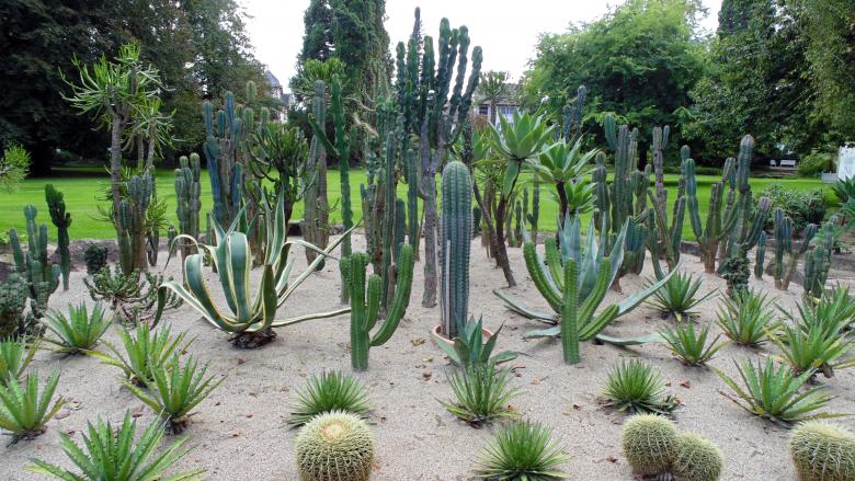 Free stock image of Cacti created by Laura Dambite