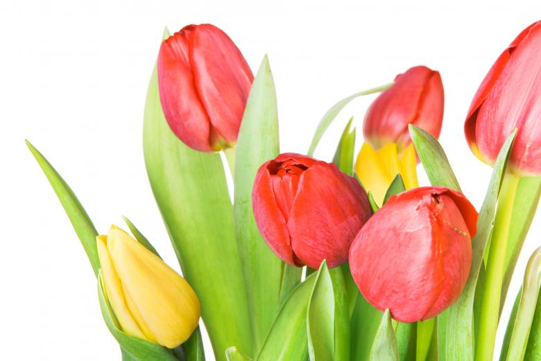 Free stock image of Tulips created by 2happy