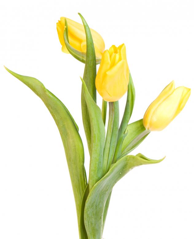 Free stock image of Yellow tulips created by 2happy