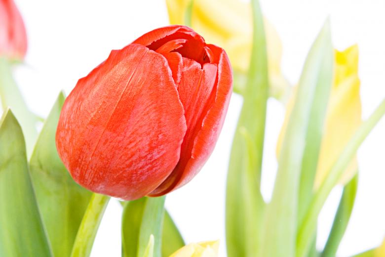 Free stock image of Red Tulip created by 2happy