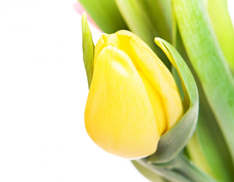 Free stock image of Yellow tulip created by 2happy