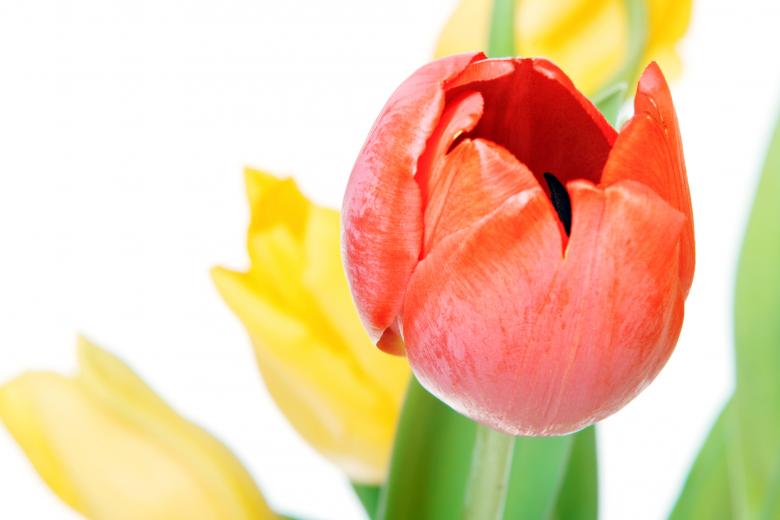 Free stock image of Tulips created by 2happy