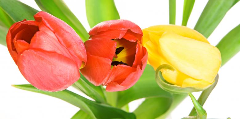 Free stock image of Tulips created by 2happy