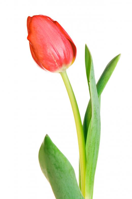 Free stock image of Red Tulip created by 2happy