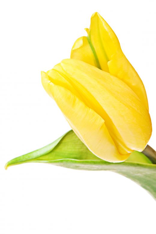 Free stock image of Yellow tulip created by 2happy