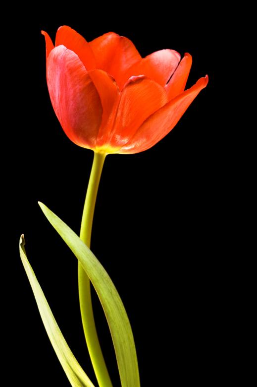 Free stock image of Tulip created by 2happy