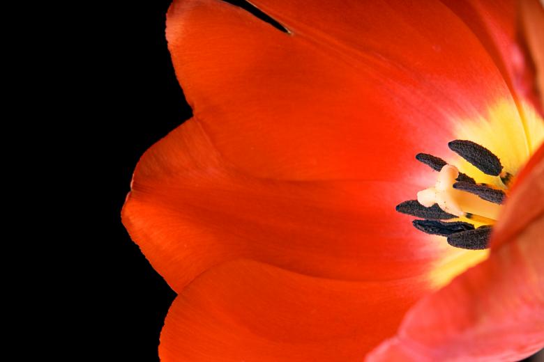 Free stock image of Tulip created by 2happy