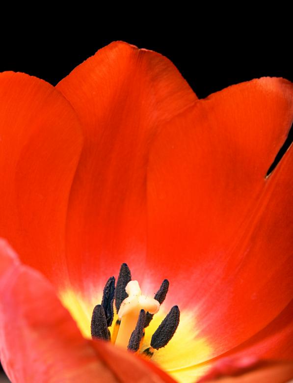 Free stock image of Tulip created by 2happy