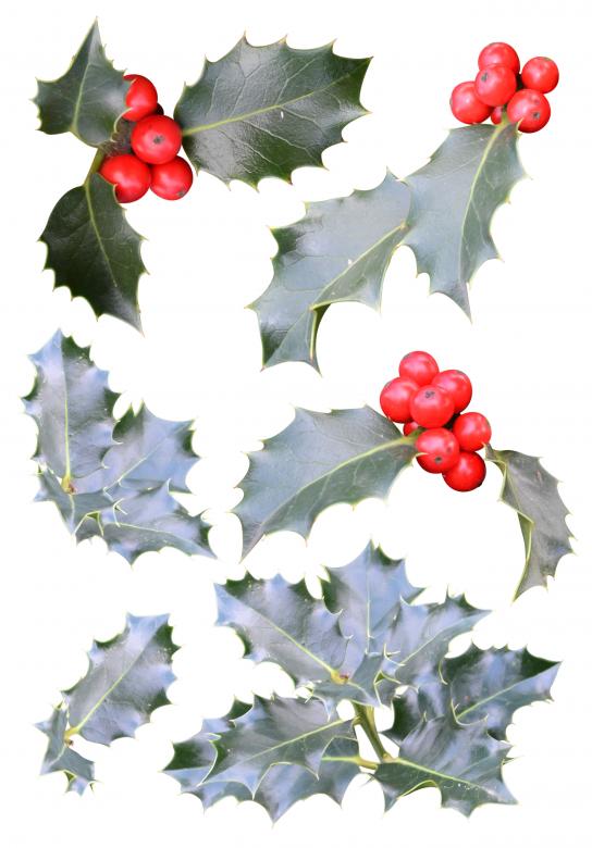 Free stock image of Christmas holly cutouts created by Tomas Adomaitis