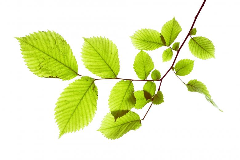 Free stock image of Leaves created by 2happy