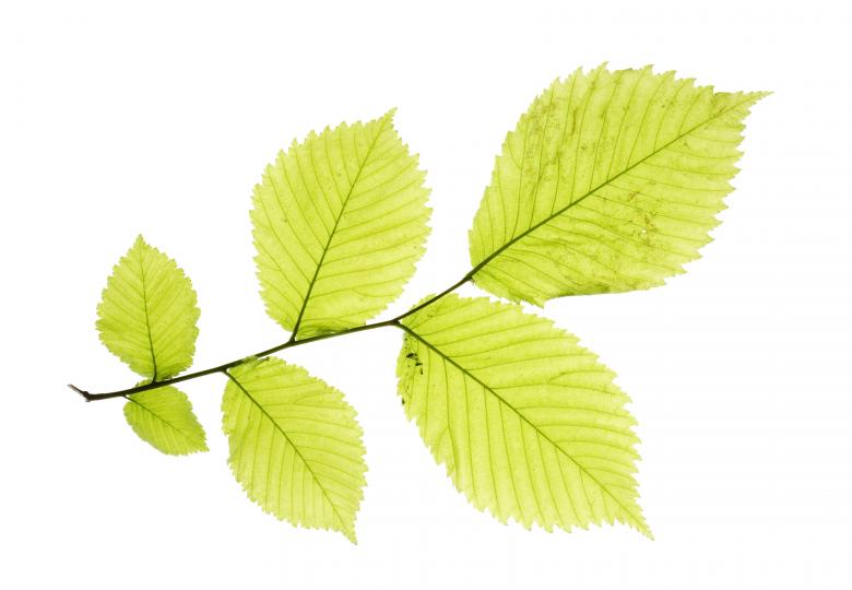 Free stock image of Leaves created by 2happy