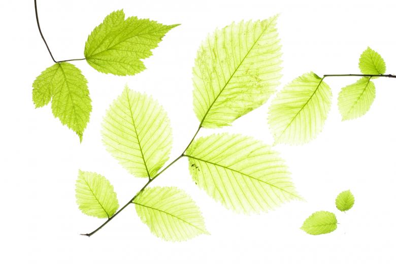 Free stock image of Leaves created by 2happy