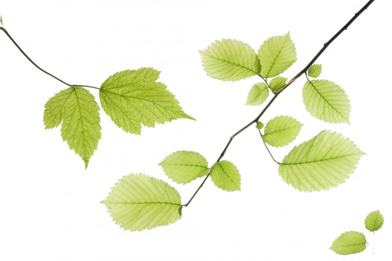 Free stock image of Leaves created by 2happy