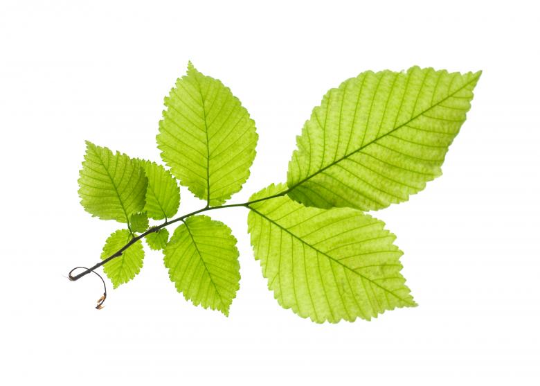 Free stock image of Leaves created by 2happy