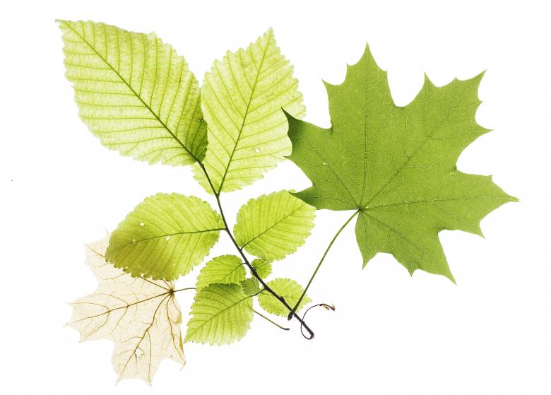 Free stock image of Leaves created by 2happy