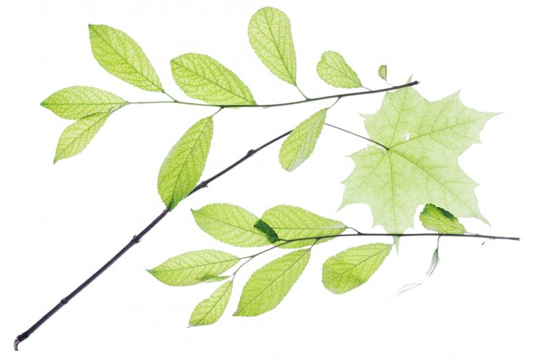 Free stock image of Leaves created by 2happy