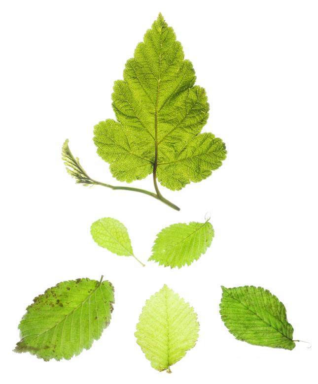 Free stock image of Leaves created by 2happy