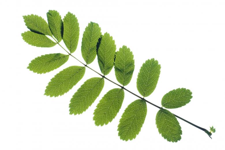 Free stock image of Leaves created by 2happy