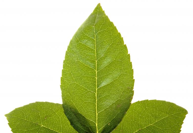 Free stock image of Leaves created by 2happy