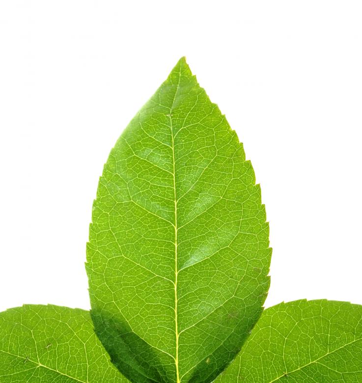 Free stock image of Leaves created by 2happy