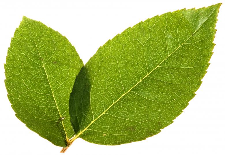 Free stock image of Leaves created by 2happy