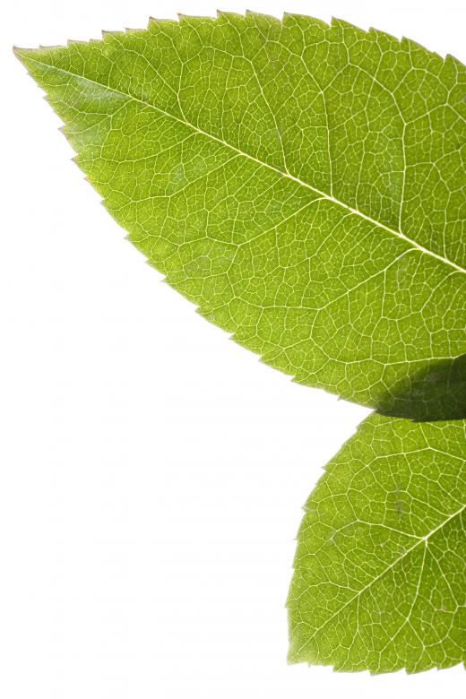 Free stock image of Leaves created by 2happy
