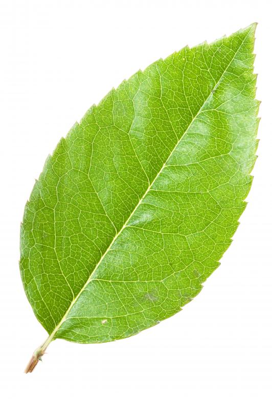 Free stock image of Green Leaf created by 2happy
