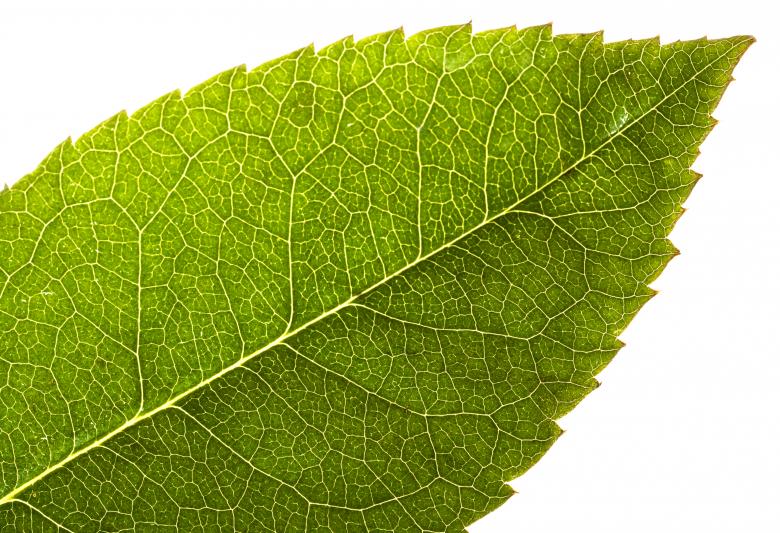 Free stock image of Green Leaf created by 2happy