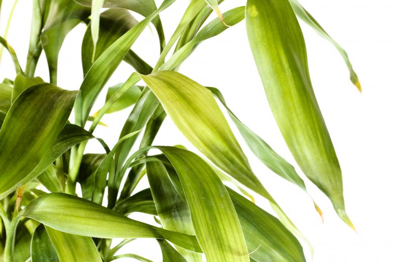 Free stock image of Leaves created by 2happy