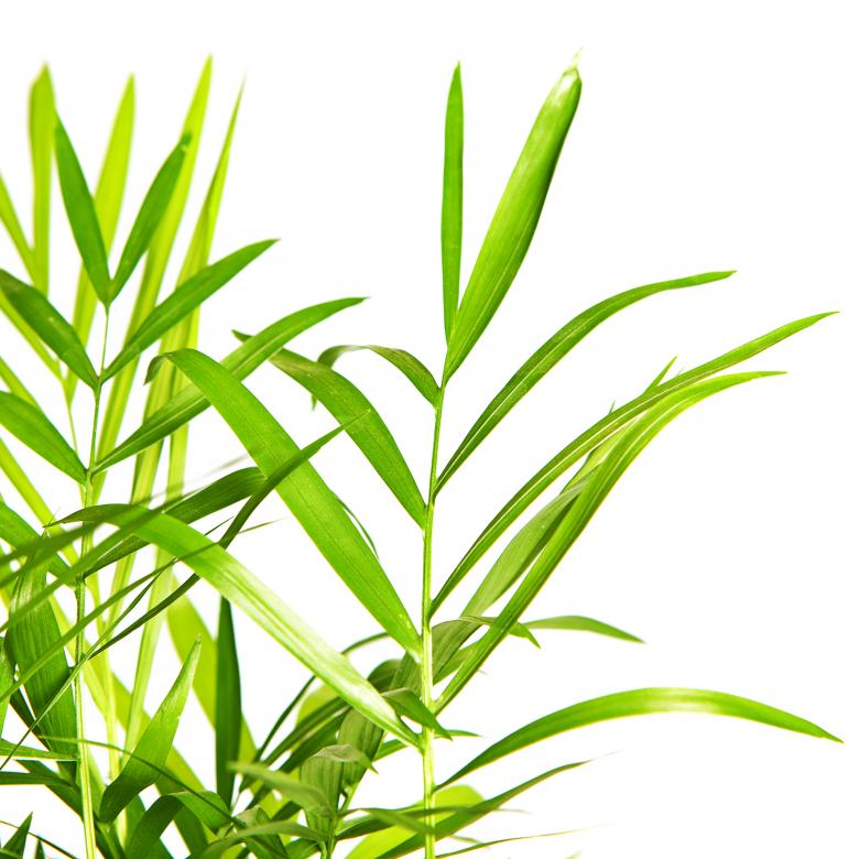 Free stock image of Leaves created by 2happy