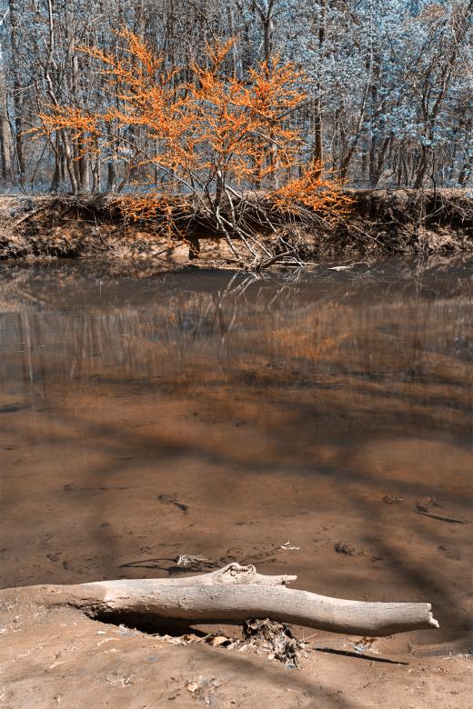 Free stock image of Rock Creek Stream & Foliage - Blue & Ora created by Nicolas Raymond