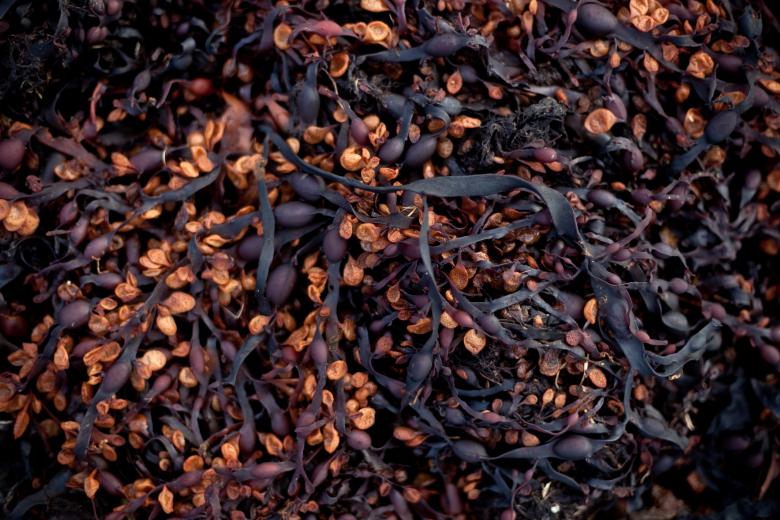 Free stock image of Seaweed Texture created by Free Texture Friday
