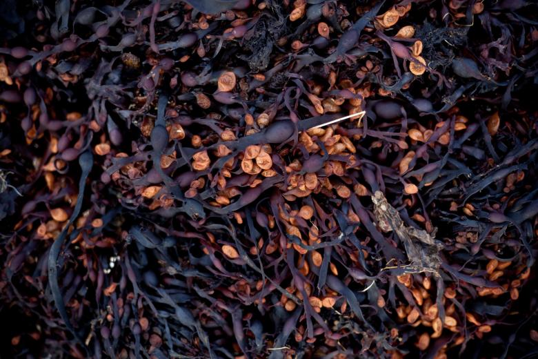 Free stock image of Seaweed Texture created by Free Texture Friday