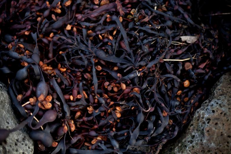 Free stock image of Seaweed Texture created by Free Texture Friday