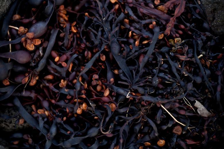 Free stock image of Seaweed Texture created by Free Texture Friday
