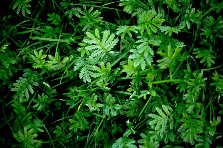 Free stock image of Vivid Green Plants created by Free Texture Friday