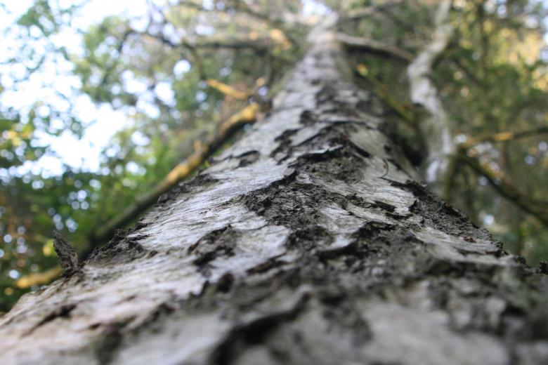 Free stock image of Tree Woodlands created by Nerd Tech